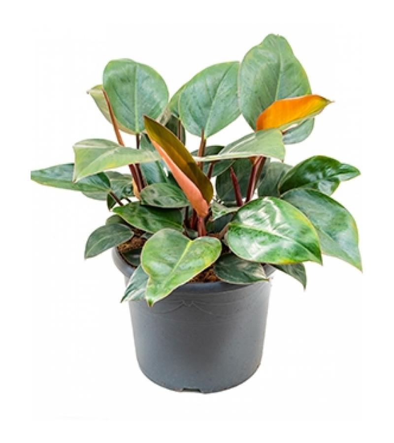 Philodendron red congo M kamerplant