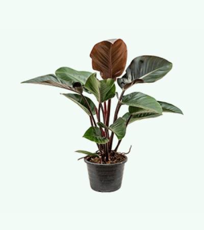 Philodendron red congo L kamerplant