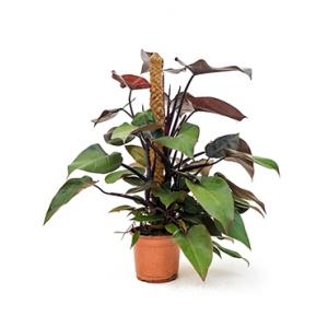 Philodendron royal queen mosstok 80 kamerplant