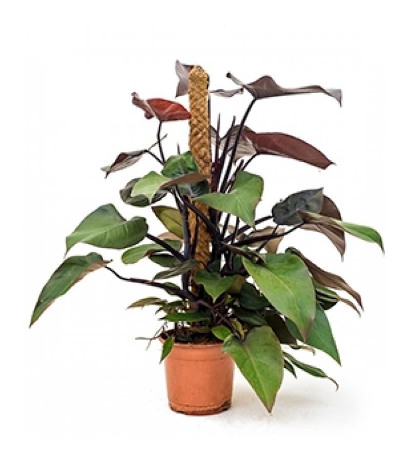 Philodendron royal queen mosstok 80 kamerplant