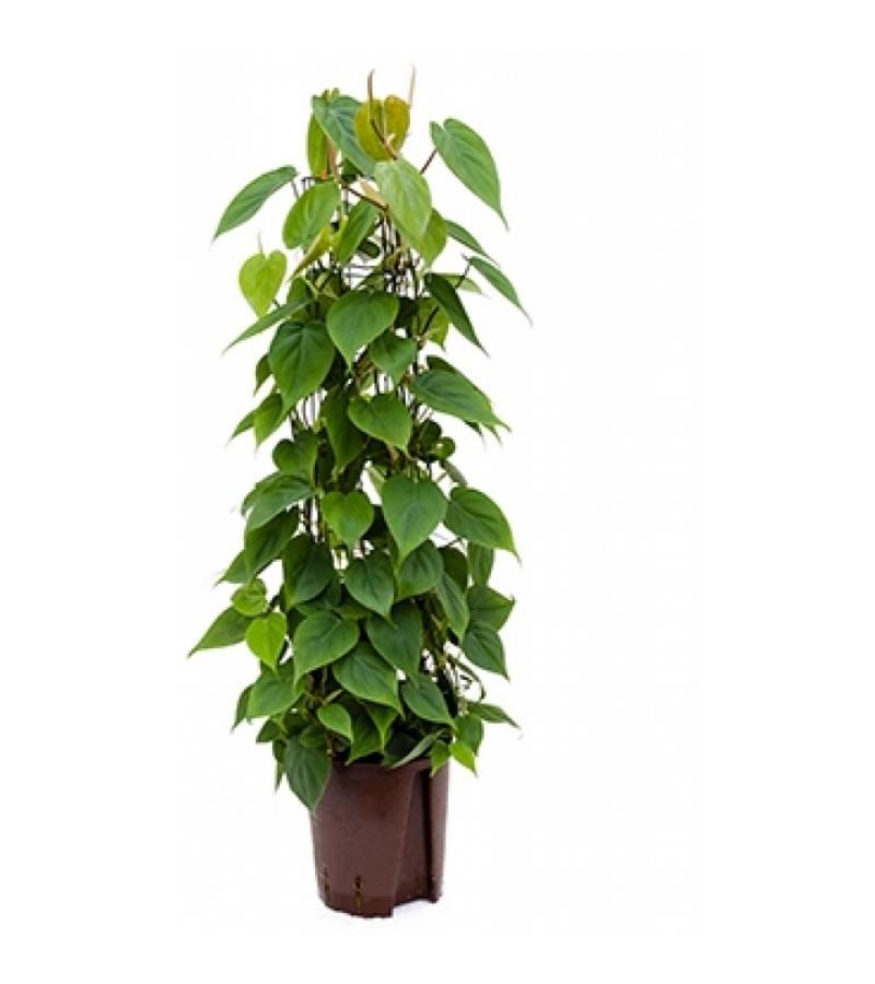 Philodendron scandens 80 hydrocultuur plant