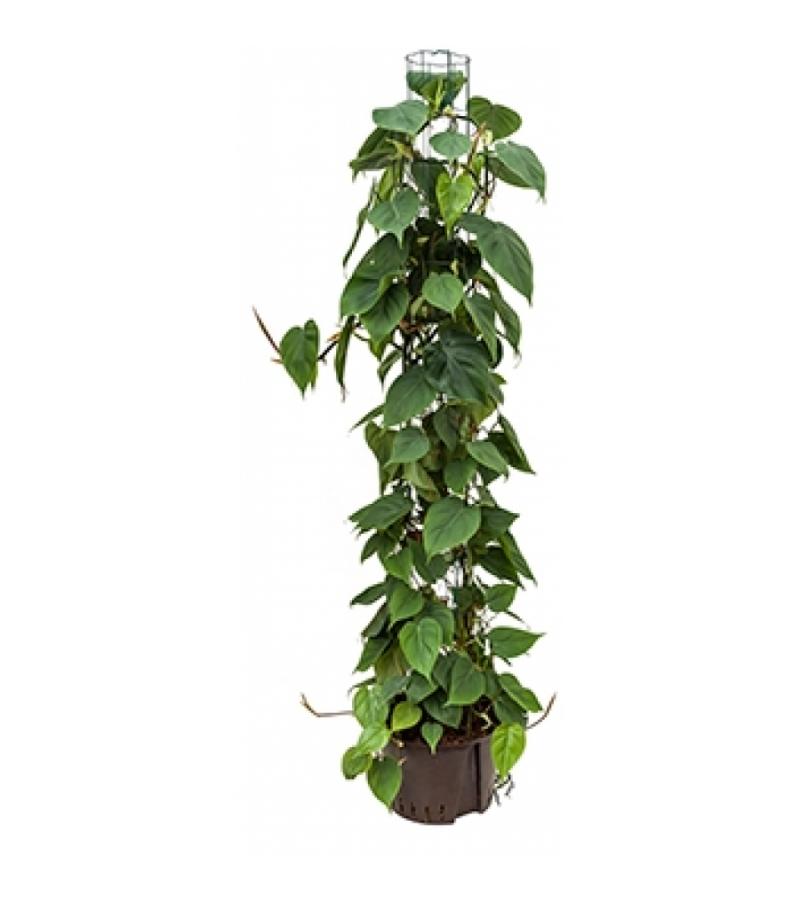 Philodendron scandens 150 hydrocultuur plant