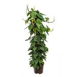 Philodendron scandens 120 hydrocultuur plant