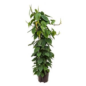 Philodendron scandens 120 hydrocultuur plant