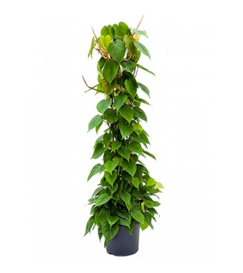 Philodendron scandens colomnae kamerplant