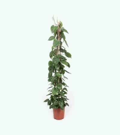 Philodendron scandens pyramis kamerplant