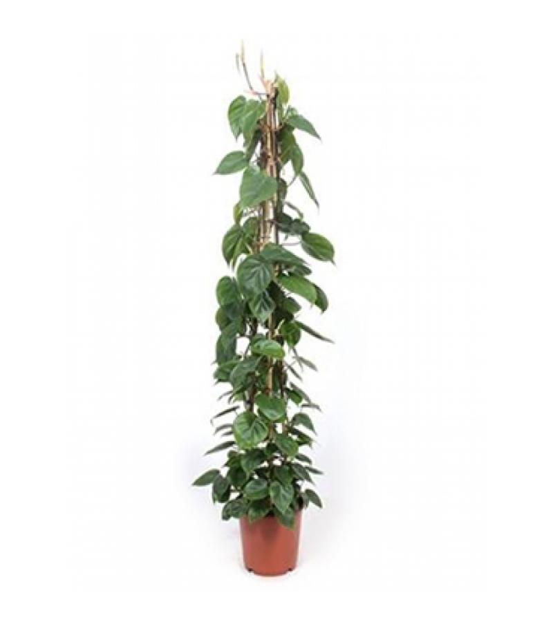 Philodendron scandens pyramis kamerplant