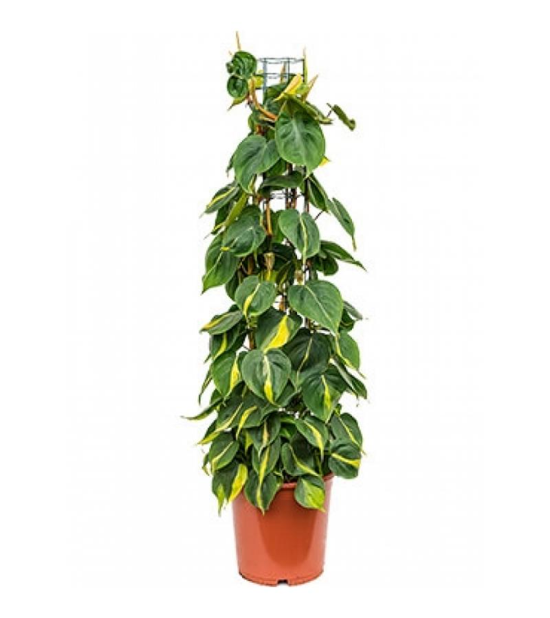 Philodendron scandens brasil colomnae M kamerplant