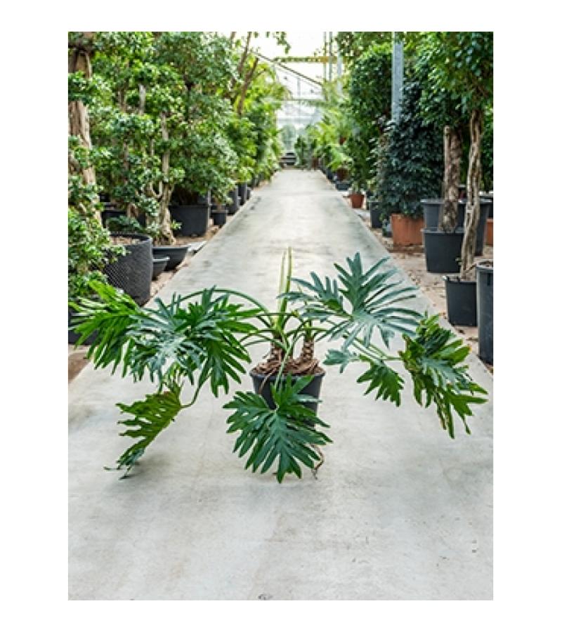 Philodendron selloum S kamerplant