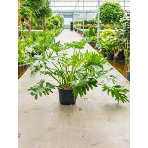 Philodendron selloum XL hydrocultuur plant