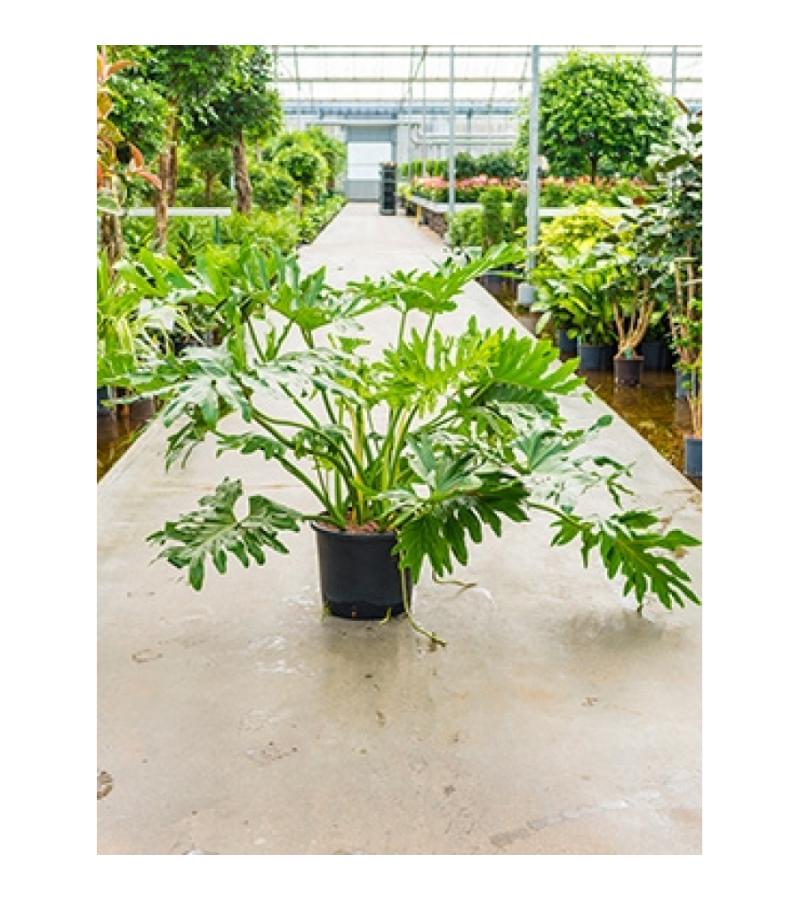 Philodendron selloum XL hydrocultuur plant