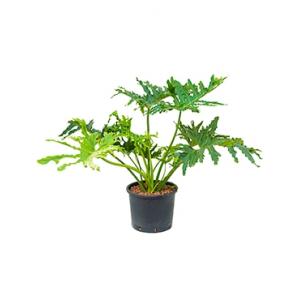 Dagaanbieding - Philodendron selloum L hydrocultuur plant dagelijkse aanbiedingen