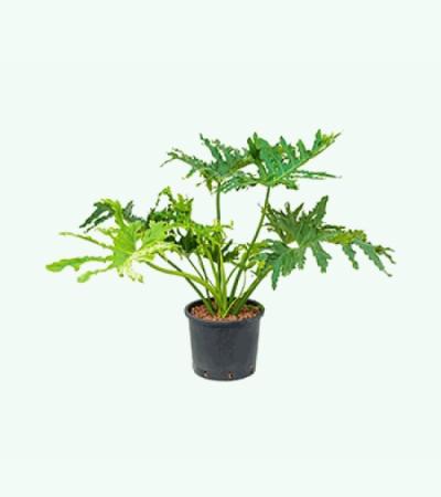 Philodendron selloum L hydrocultuur plant