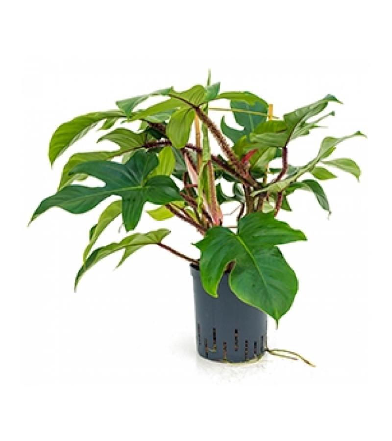 Philodendron squamiferum hydrocultuur plant