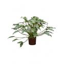 Philodendron xanadu M hydrocultuur plant