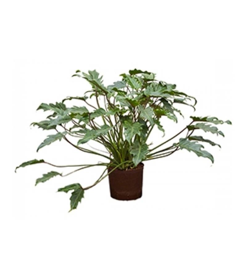 Philodendron xanadu M hydrocultuur plant