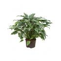 Philodendron xanadu L hydrocultuur plant
