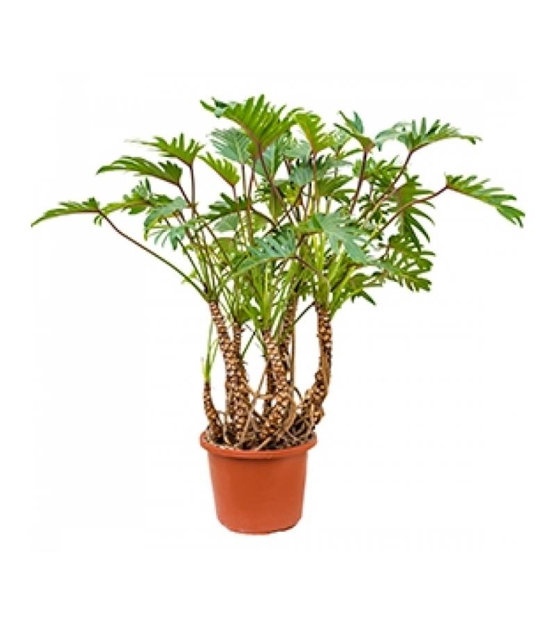 Philodendron xanadu XL kamerplant