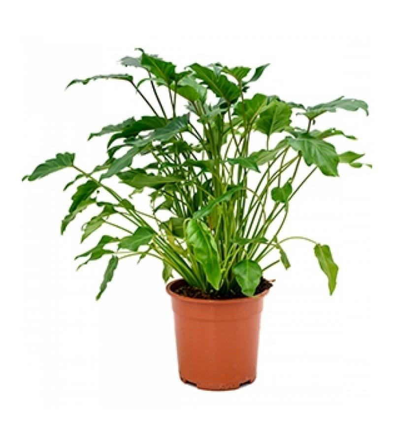 Philodendron xanadu S kamerplant