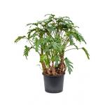 Philodendron xanadu XL hydrocultuur plant