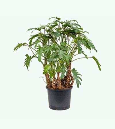 Philodendron xanadu XL hydrocultuur plant