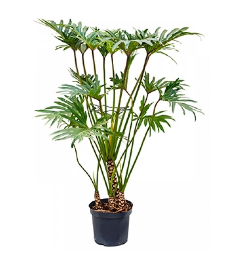 Philodendron xantal L kamerplant
