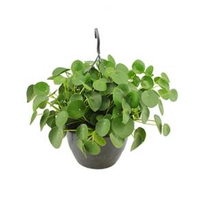 Pilea Peperomioides Pannenkoekenplant 40 cm hangplant