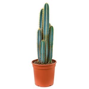 Pilosocereus cactus azureus kamerplant