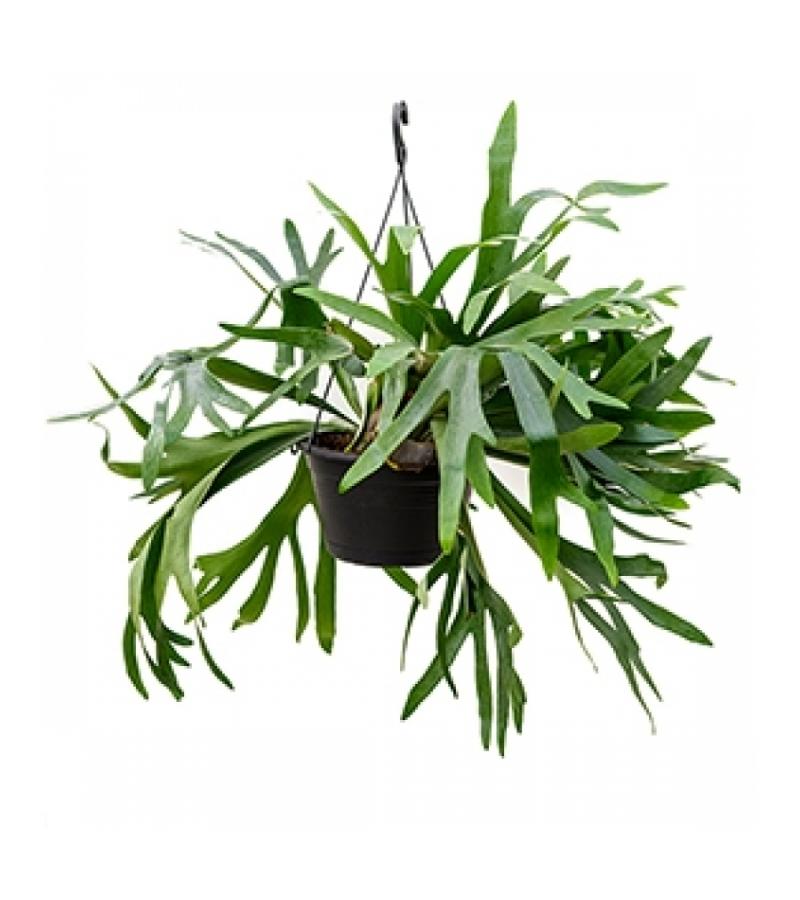 Hertshoornvaren Platycerium Bifurcatum L 60 cm hangplant
