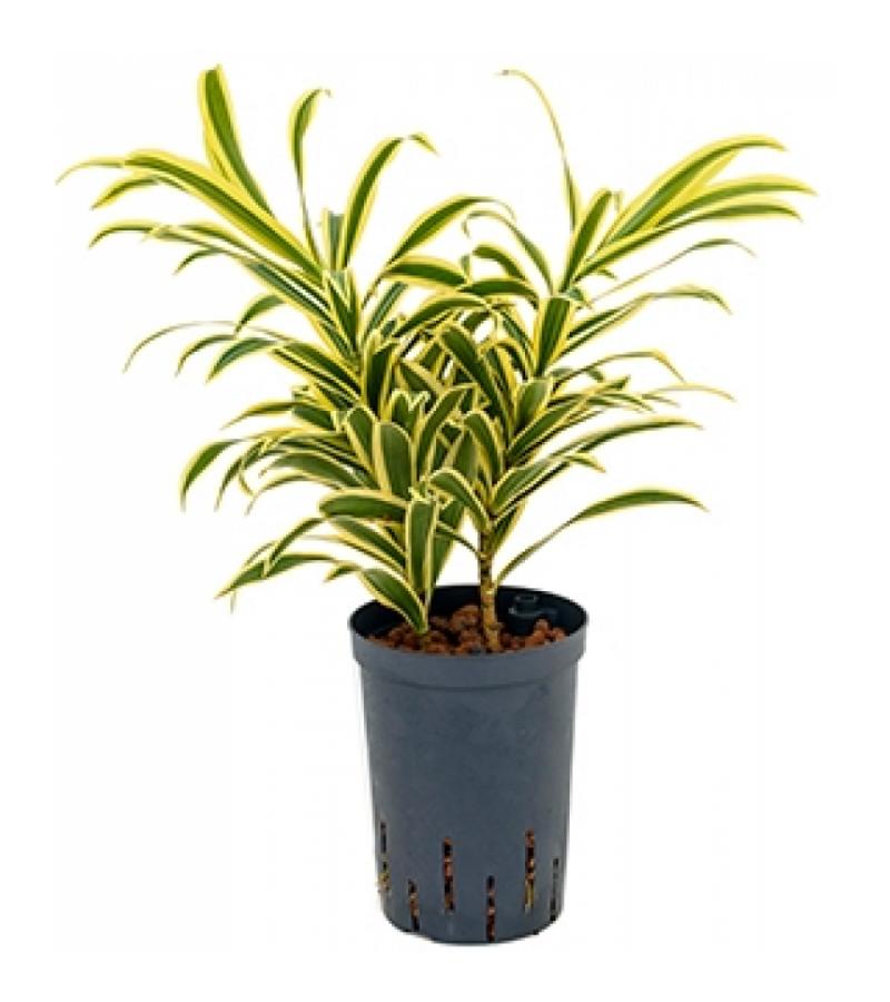 Dracaena pleomele song of india hydrocultuur plant