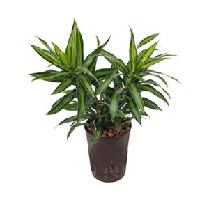 Dracaena pleomele song of jamaica hydrocultuur plant