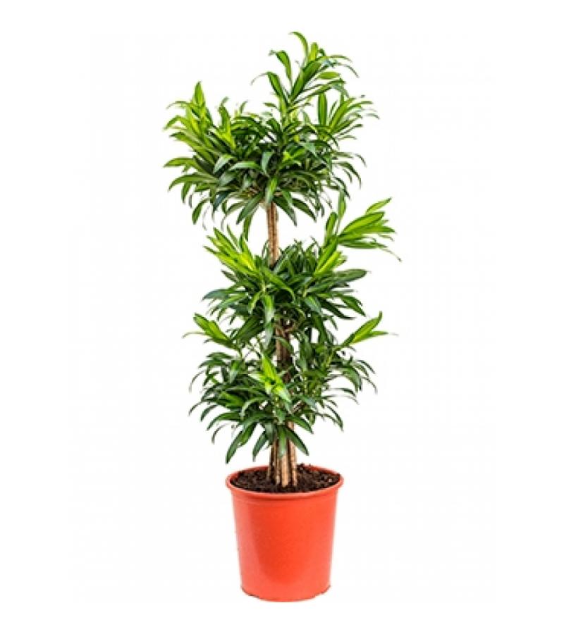 Dracaena Pleomele song of jamaica M kamerplant