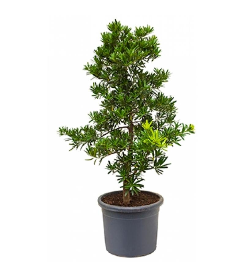 Podocarpus latifolius bush bonsai kamerplant