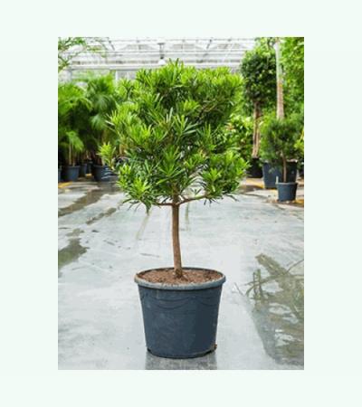 Podocarpus latifolius stam bonsai kamerplant