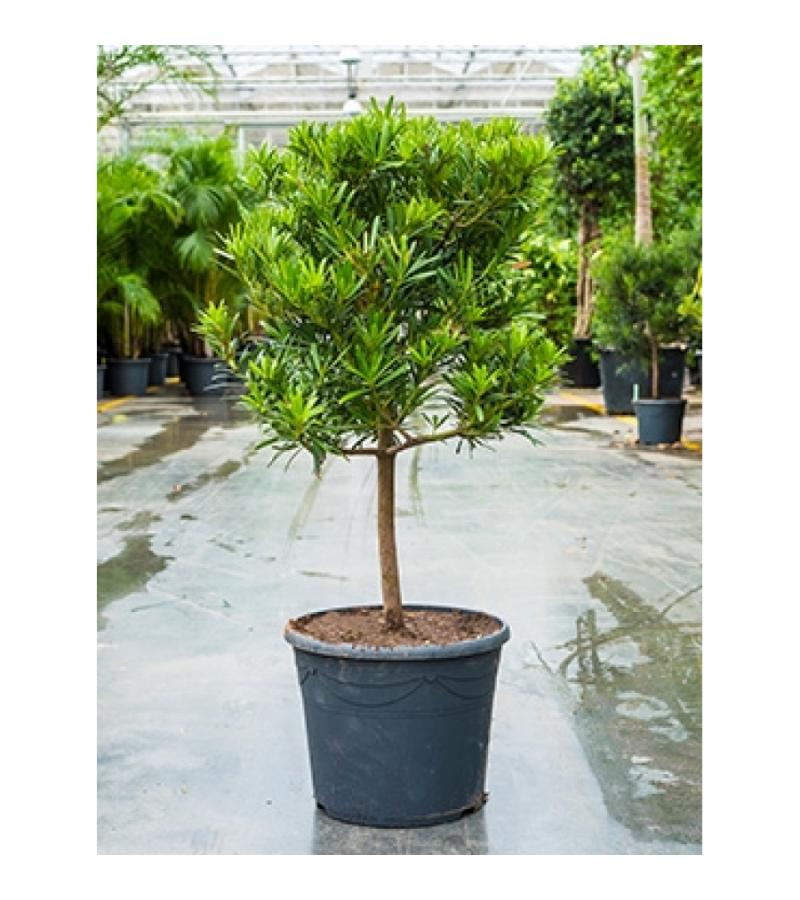 Podocarpus latifolius stam bonsai kamerplant