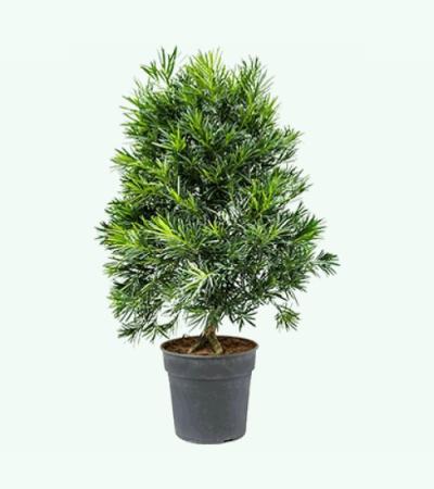 Podocarpus macrophyllus bush bonsai kamerplant
