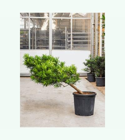 Podocarpus macrophyllus cascade bonsai kamerplant