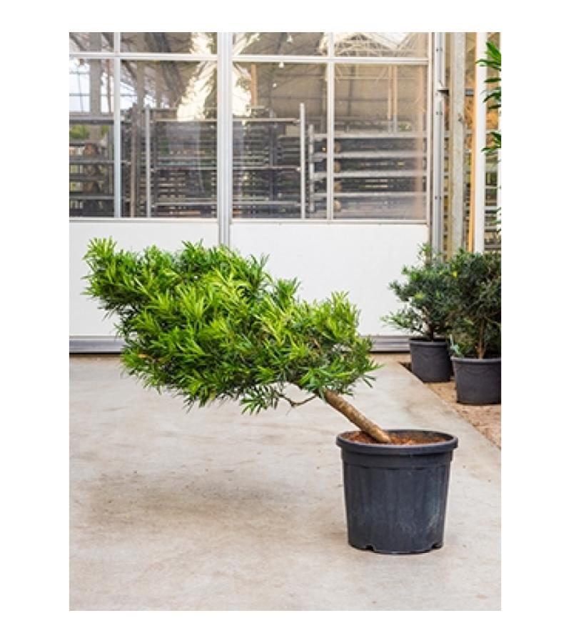Podocarpus macrophyllus cascade bonsai kamerplant