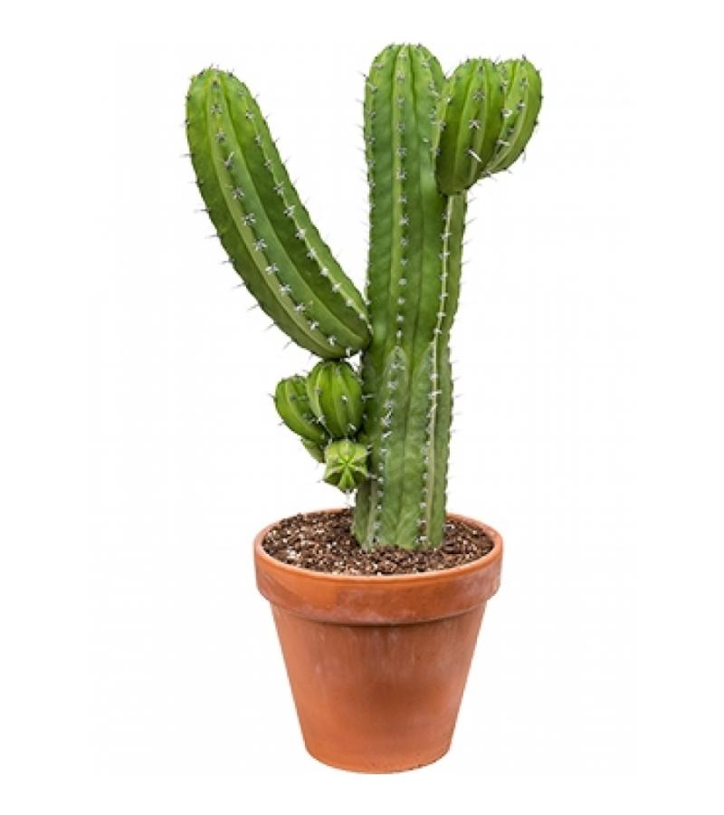 Polaskia cactus chichipe XL kamerplant