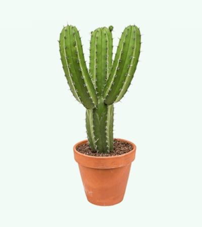 Polaskia cactus chichipe L2 kamerplant