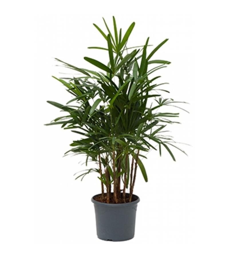 Rhapis excelsa M bamboepalm kamerplant