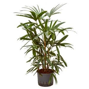 Rhapis palm excelsa L hydrocultuur plant