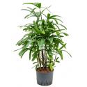 Rhapis palm excelsa extra hydrocultuur plant