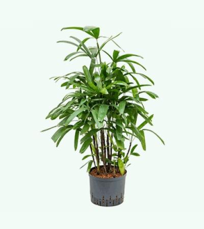 Rhapis palm excelsa extra hydrocultuur plant