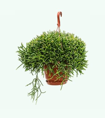 Rhipsalis burchellii hangplant