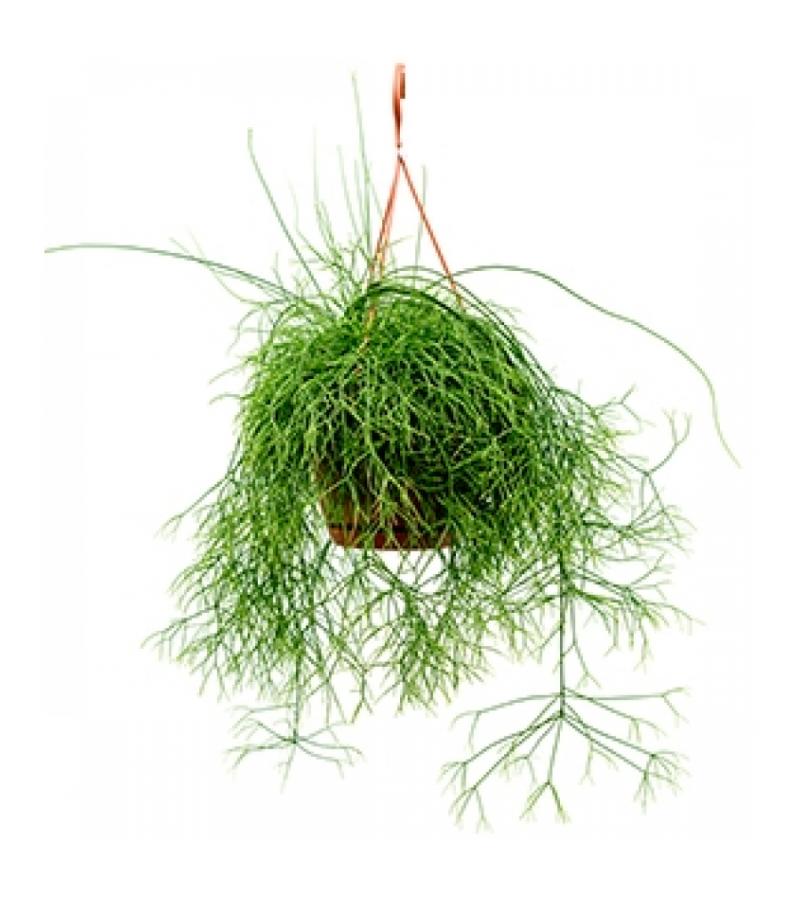 Rhipsalis cassutha M hangplant