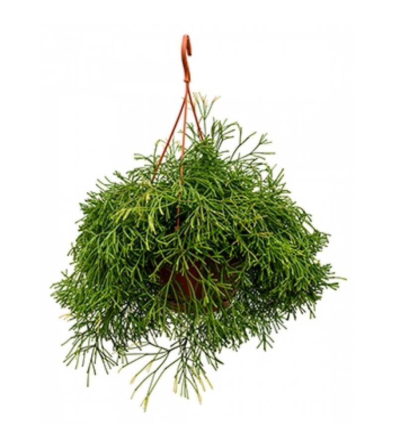 Rhipsalis clavata kamerplant