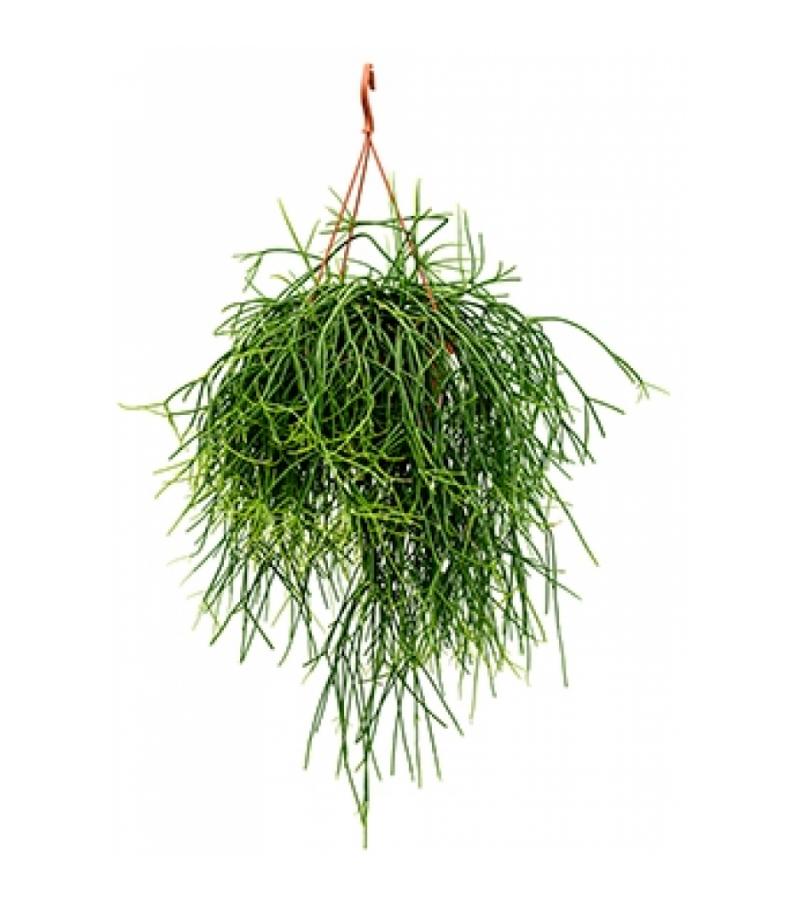 Rhipsalis pulchra M hangplant
