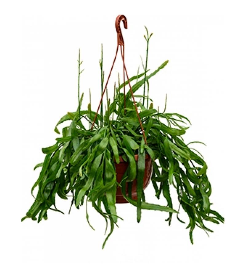 Rhipsalis ramaloris hangplant