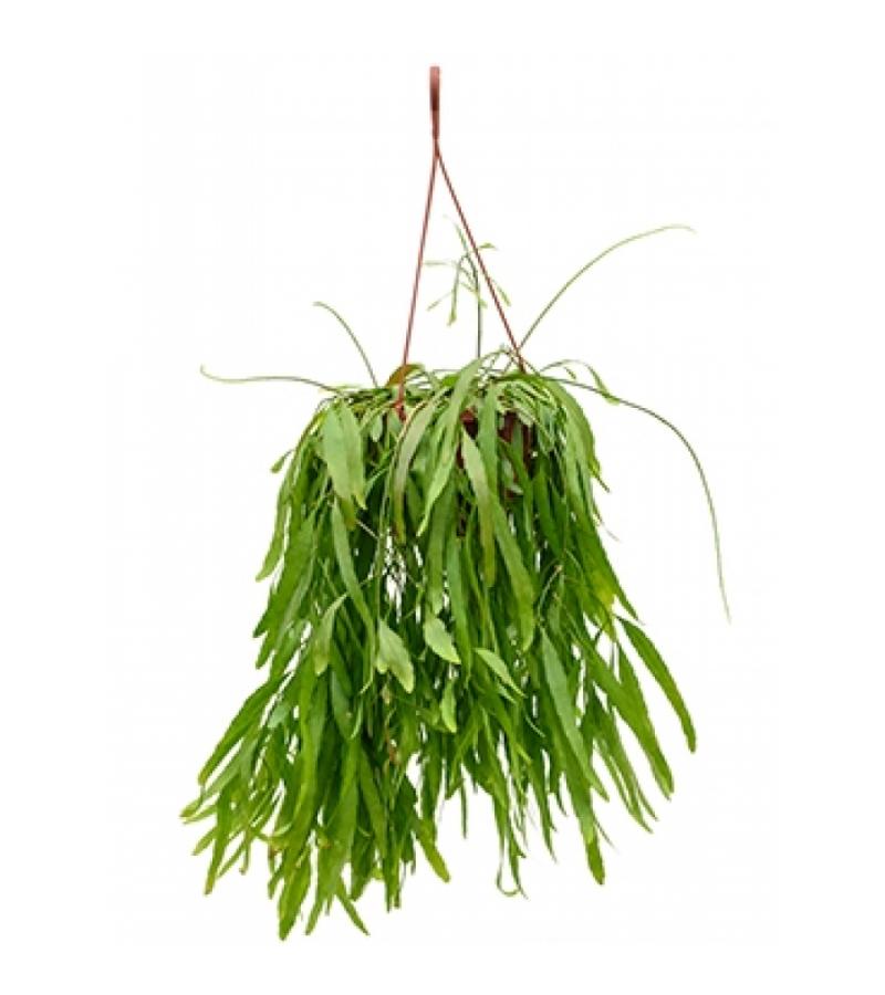 Rhipsalis ramulosa red coral M hangplant